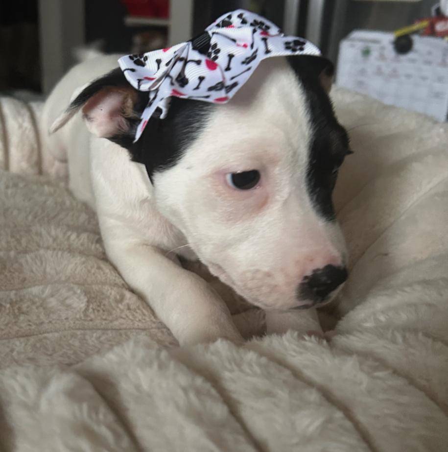 Dottie, an adopted mixed breed in Crest Hill, IL image 3/3