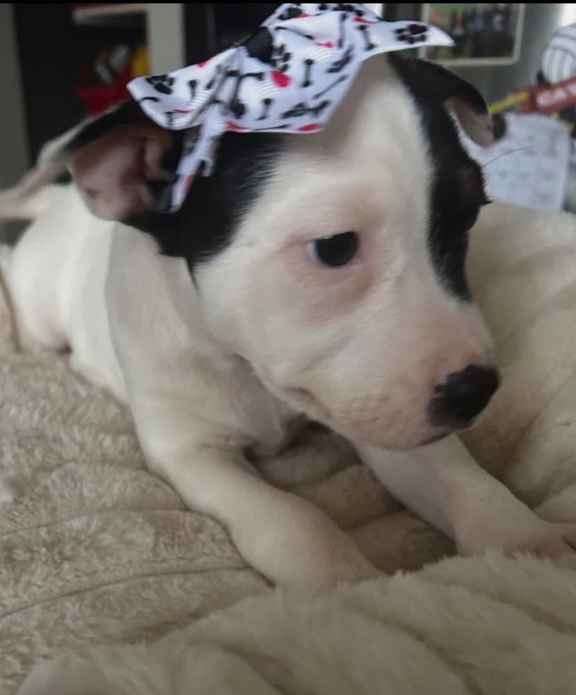 Dottie, an adopted mixed breed in Crest Hill, IL image 2/3