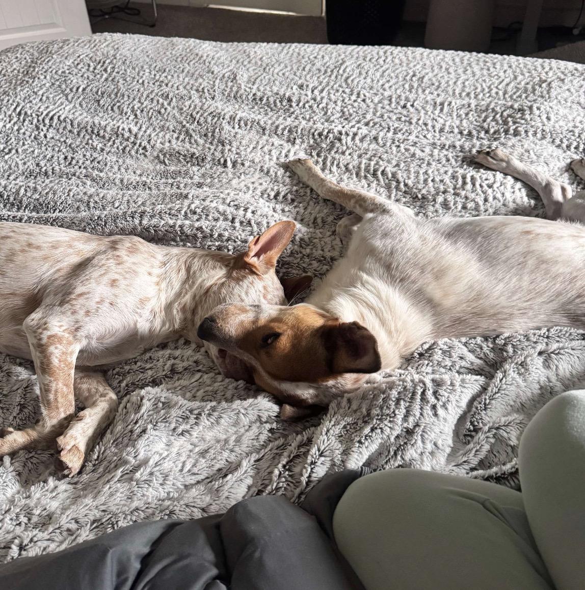 Enlarge Liza, a Adoptable mixed breed in Fort Collins, CO image 6/6