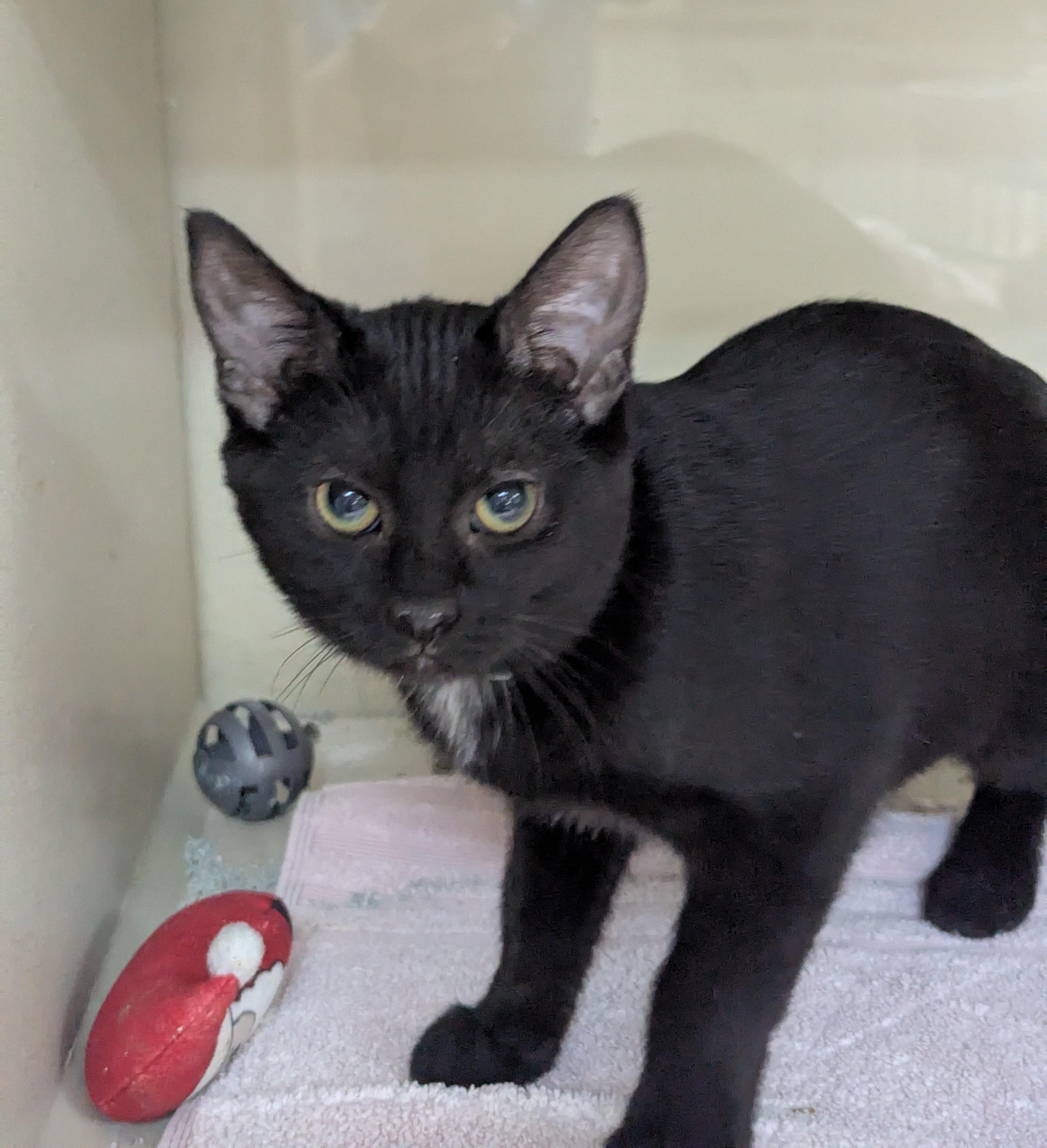 Enlarge Daphne, a Adoptable Domestic Short Hair in Decatur, IL image 2/2