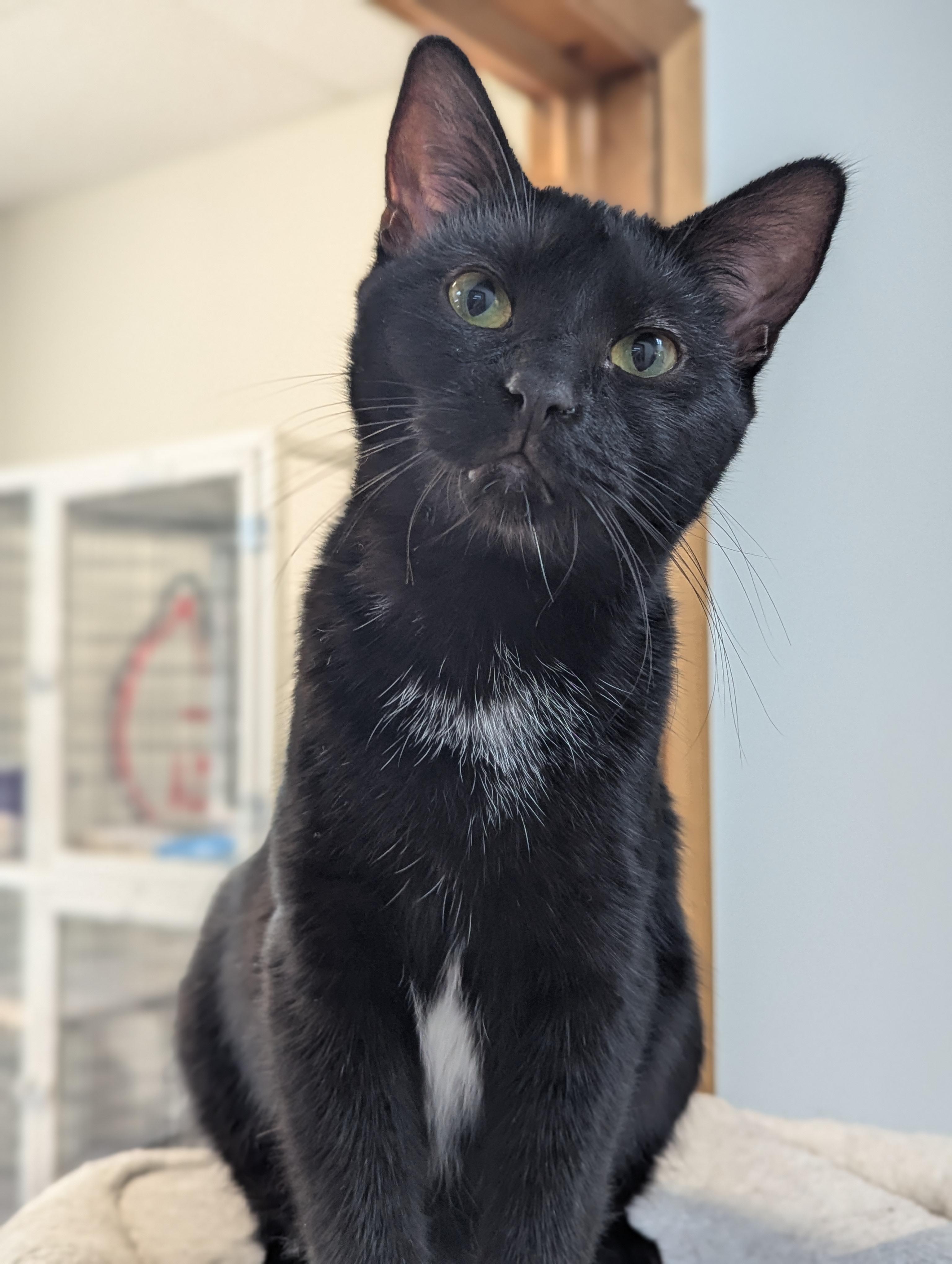 Daphne, Adoptable, Young Female Domestic Short Hair.