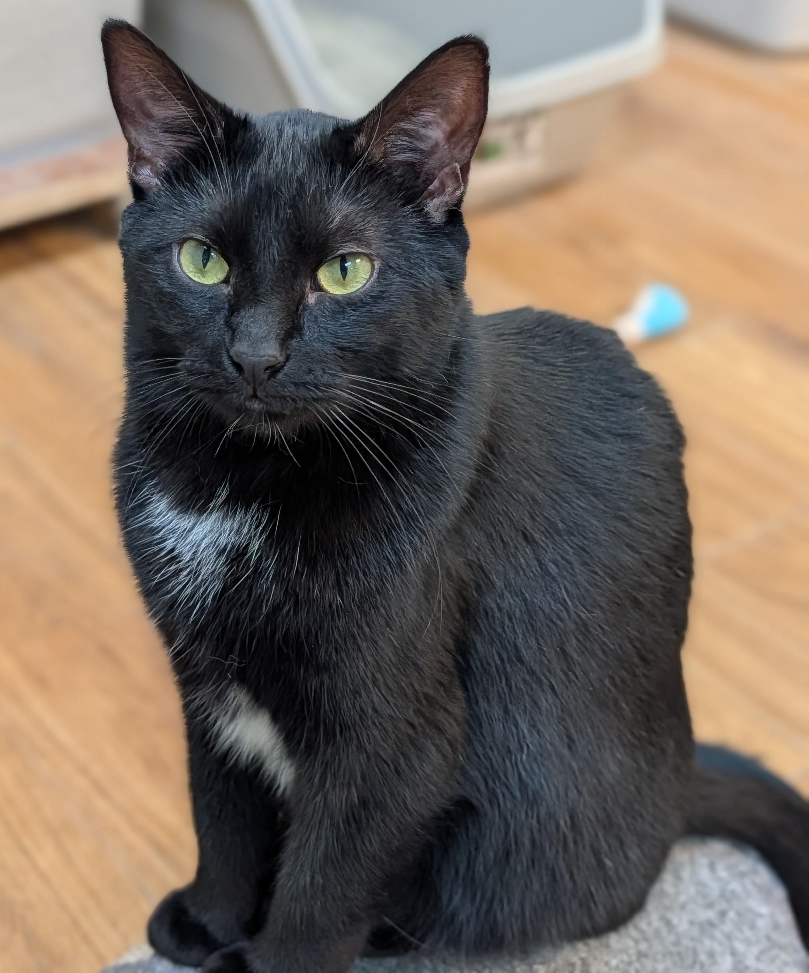 Enlarge Daphne, a Adoptable Domestic Short Hair in Decatur, IL image 1/3