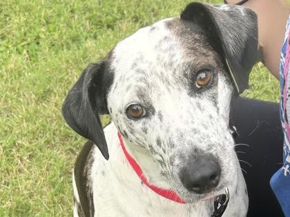 Koda