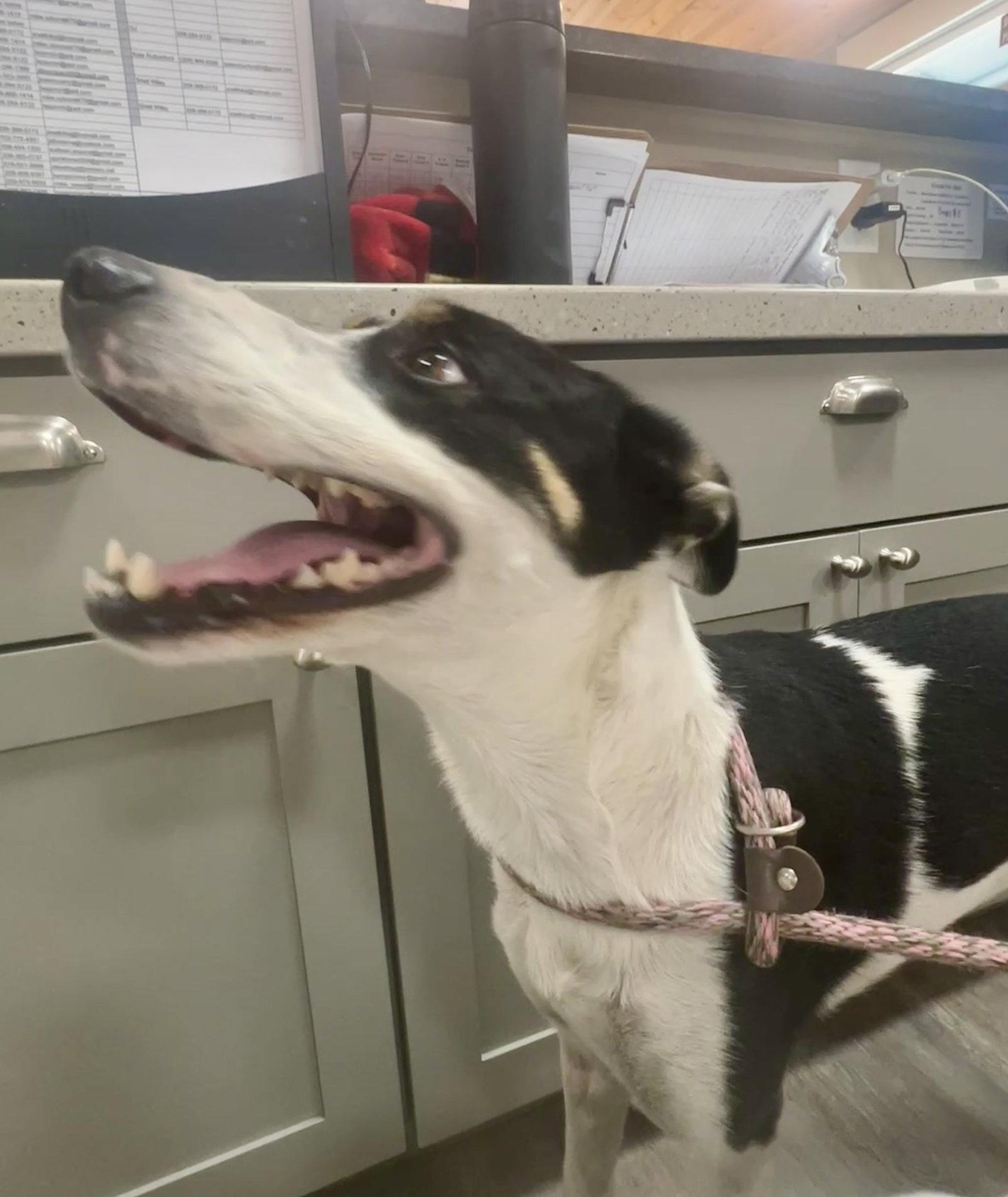 Poppy, Adoptable, Young Female Mixed Breed.