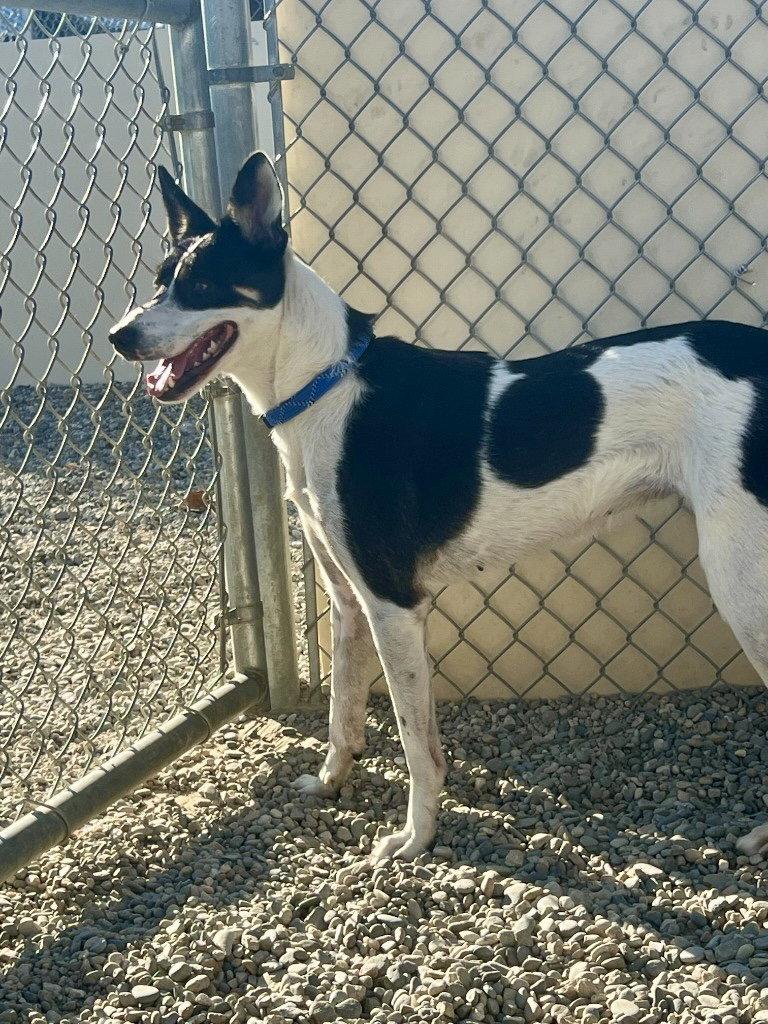 Enlarge Poppy, a Adoptable Mixed Breed in Emmett, ID image 2/3
