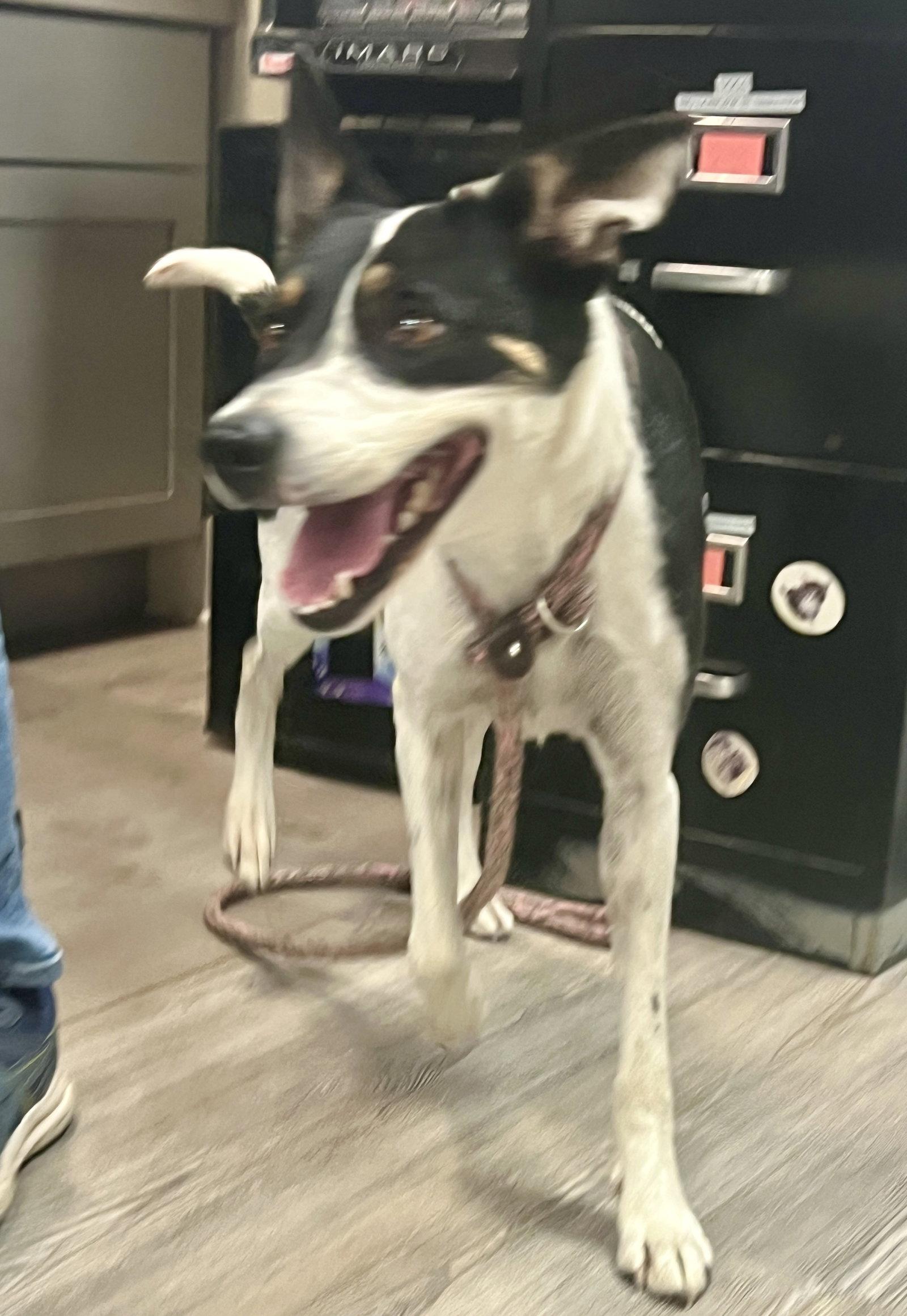 Enlarge Poppy, a Adoptable Mixed Breed in Emmett, ID image 3/3
