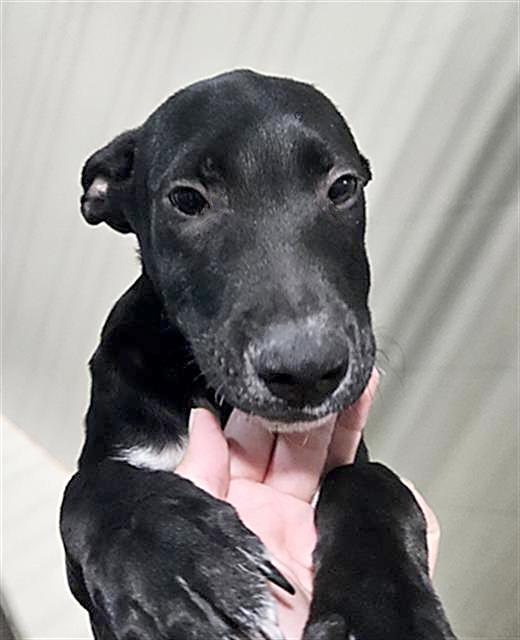 Frog - URGENT, Adoptable, Puppy Male Shepherd.