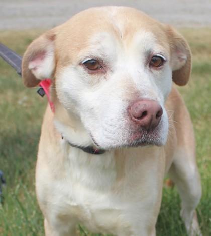 Drew, Adoptable, Adult Male Retriever & Mixed Breed.