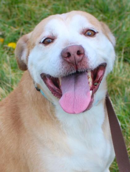 Enlarge Drew, a Adoptable mixed breed in Taylorsville, NC image 2/3