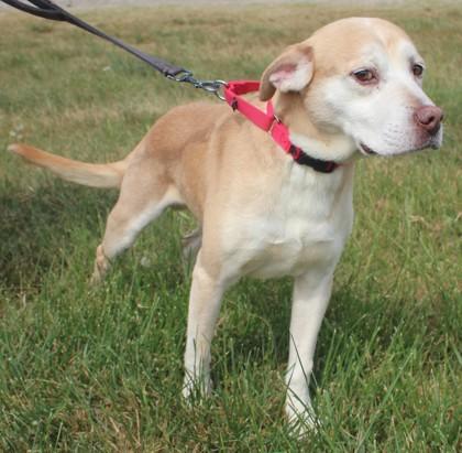 Enlarge Drew, a Adoptable mixed breed in Taylorsville, NC image 3/3