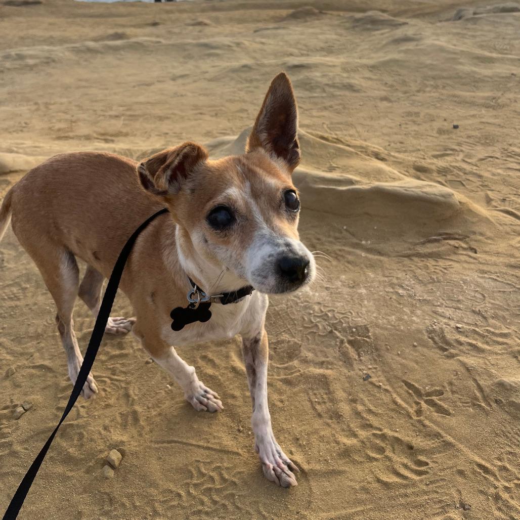 Cash, Adoptable, Senior Male Jack Russell Terrier & Chihuahua.