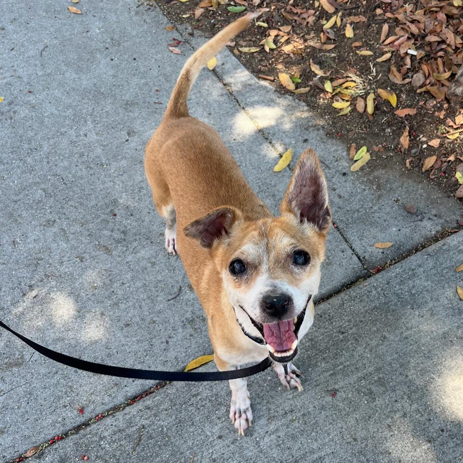 Enlarge Cash, a Adoptable mixed breed in Escondido, CA image 2/5