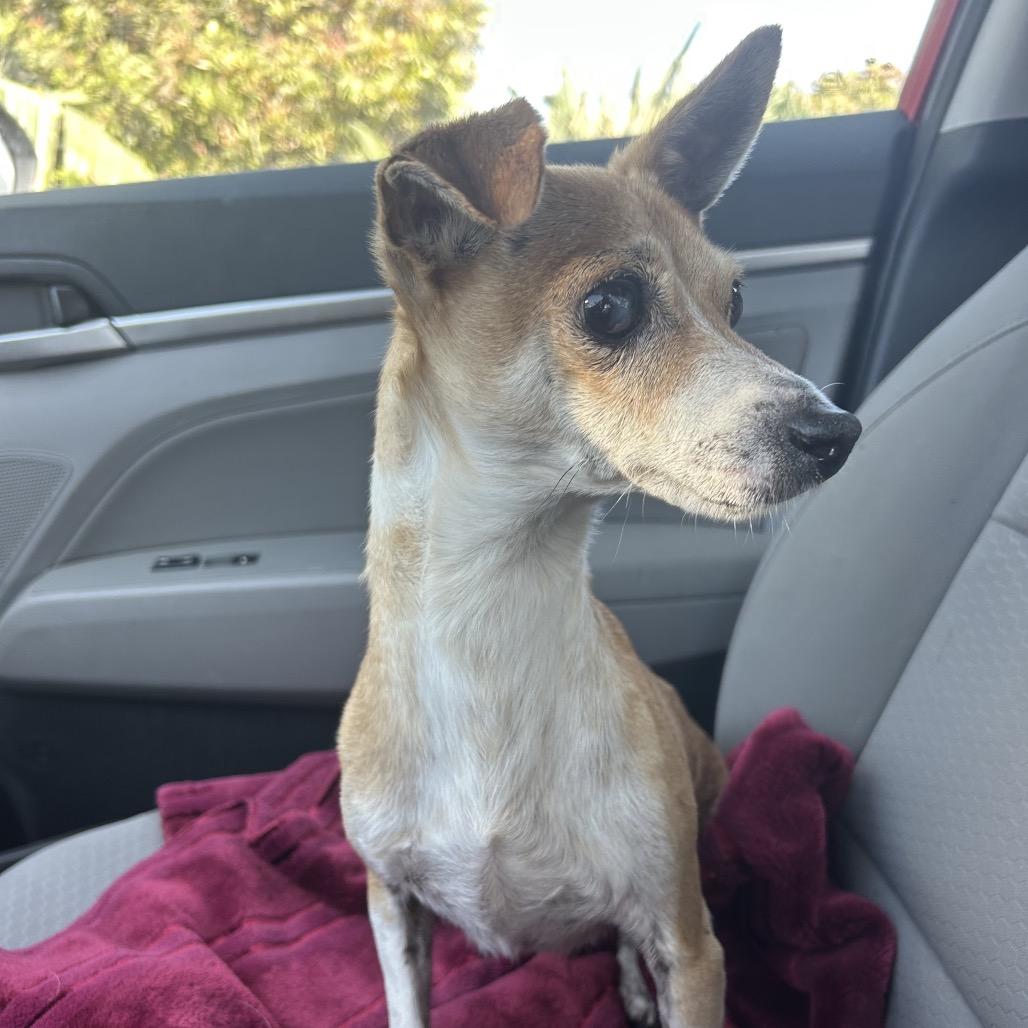 Enlarge Cash, a Adoptable mixed breed in Escondido, CA image 3/5