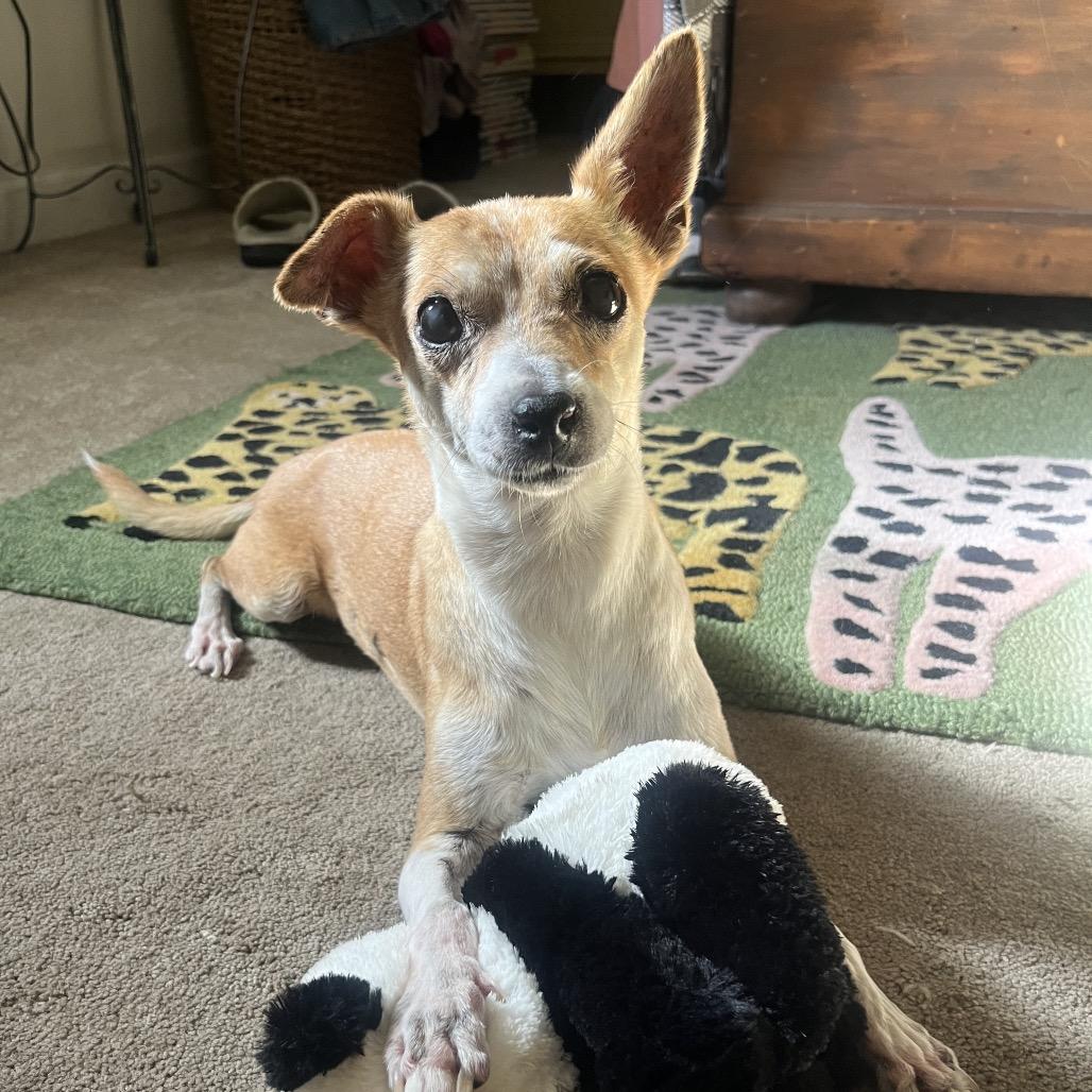 Enlarge Cash, a Adoptable mixed breed in Escondido, CA image 5/5
