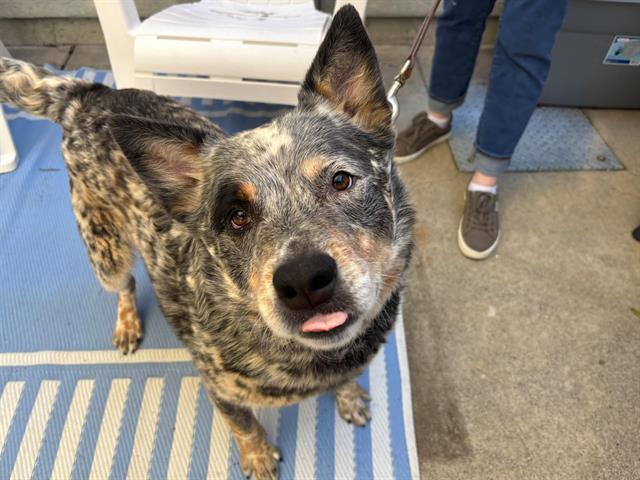REED, Adoptable, Adult Male Australian Cattle Dog / Blue Heeler.