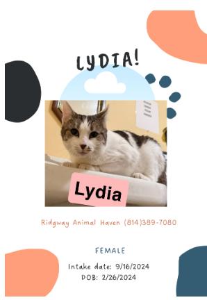 Lydia, Adoptable, Adult Female American Shorthair.
