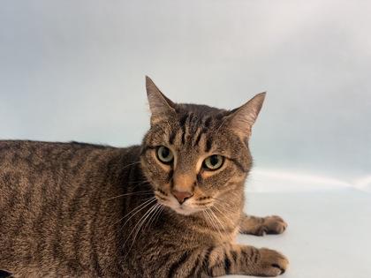 Lambo, Adoptable, Adult Male Domestic Short Hair & Domestic Short Hair.