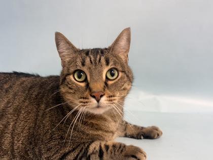 Enlarge Lambo, a Adoptable mixed breed in Golden Valley, MN image 2/2