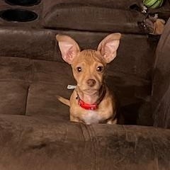 Cooper, a ADOPTABLE mixed breed in Lodi, CA image 6/6