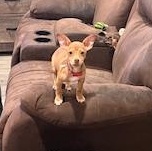 Cooper, a ADOPTABLE mixed breed in Lodi, CA image 3/6