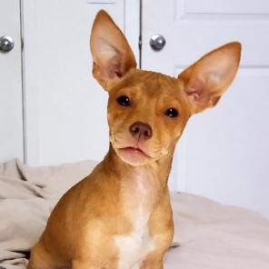 Cooper, a ADOPTABLE mixed breed in Lodi, CA image 1/6