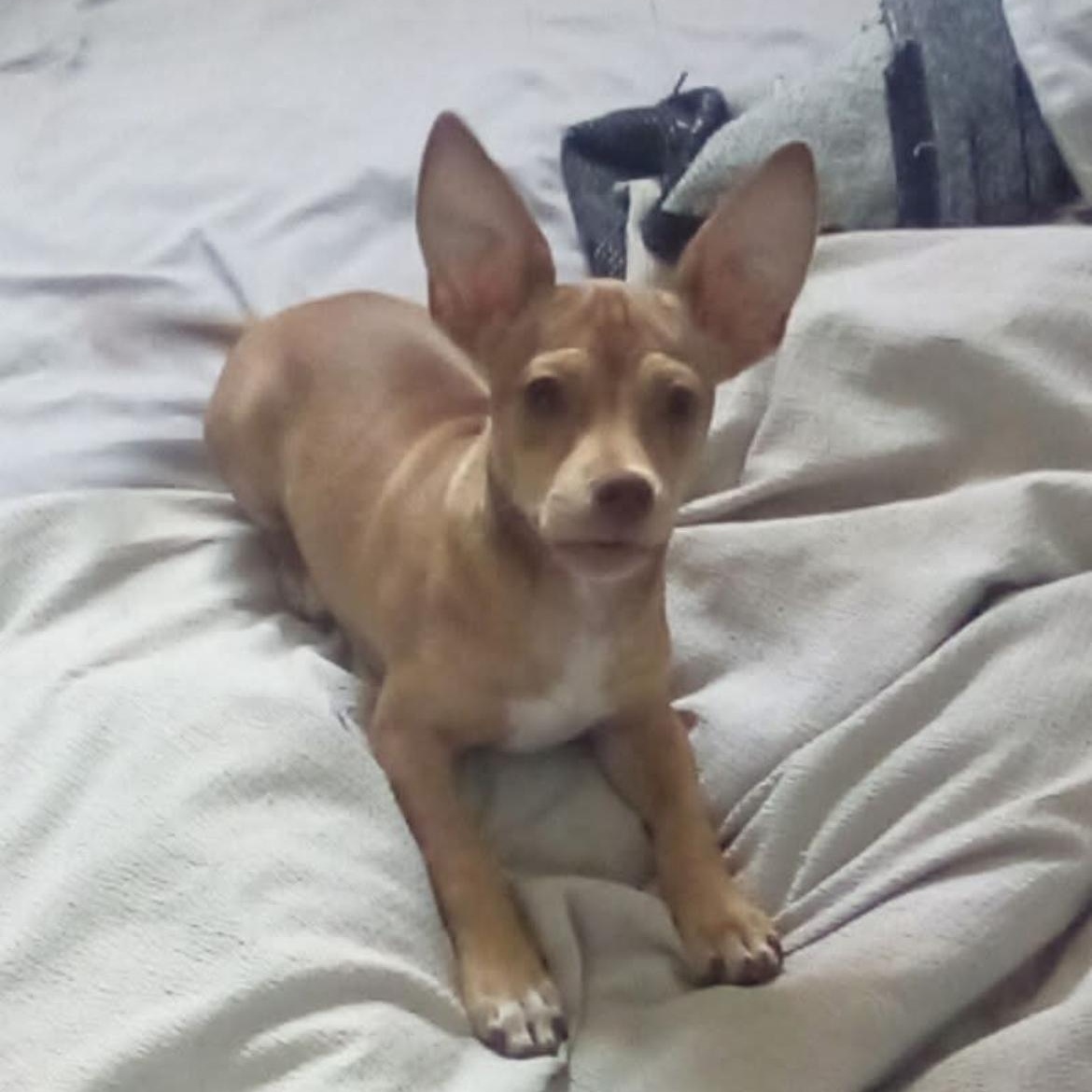Cooper, a ADOPTABLE mixed breed in Lodi, CA image 2/6