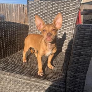 Cooper, a ADOPTABLE mixed breed in Lodi, CA image 4/6
