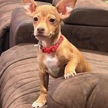 Cooper, a ADOPTABLE mixed breed in Lodi, CA image 5/6