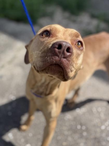 Enlarge Fawna, a Adoptable mixed breed in New Orleans, LA image 1/1