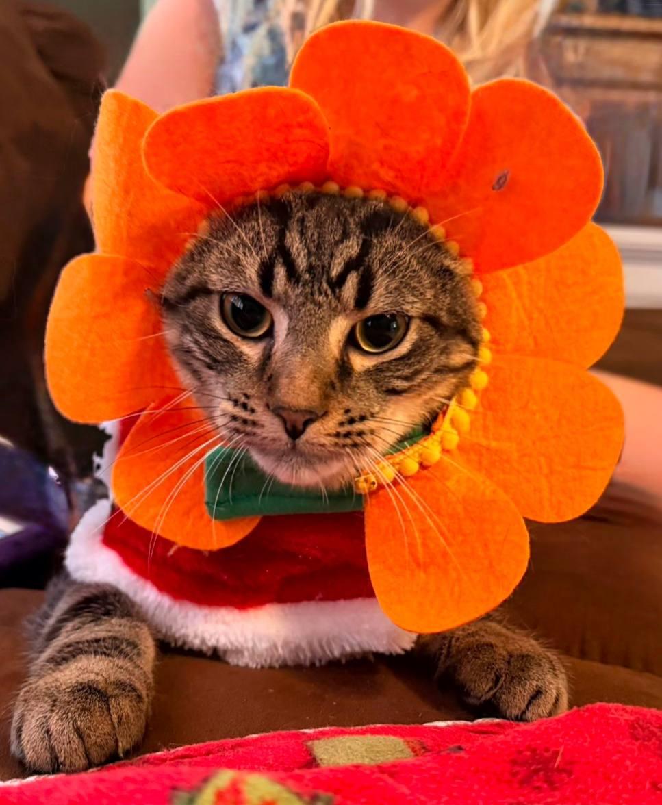 Donatello, adopted, Young Male Domestic Short Hair.