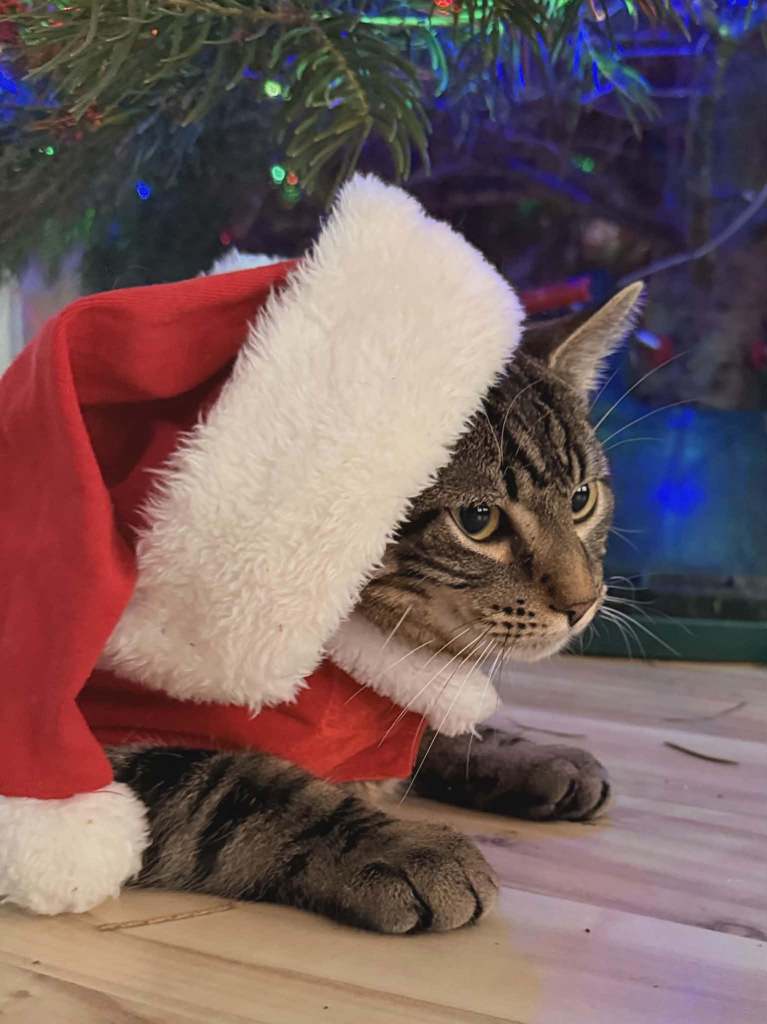 Donatello, an adopted mixed breed in Sodus, NY image 2/4