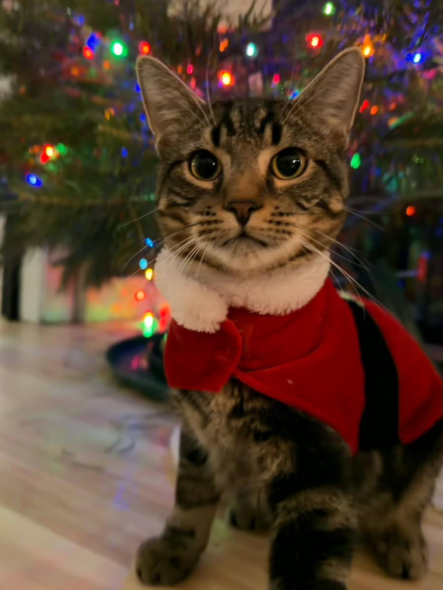 Donatello, an adopted mixed breed in Sodus, NY image 3/4