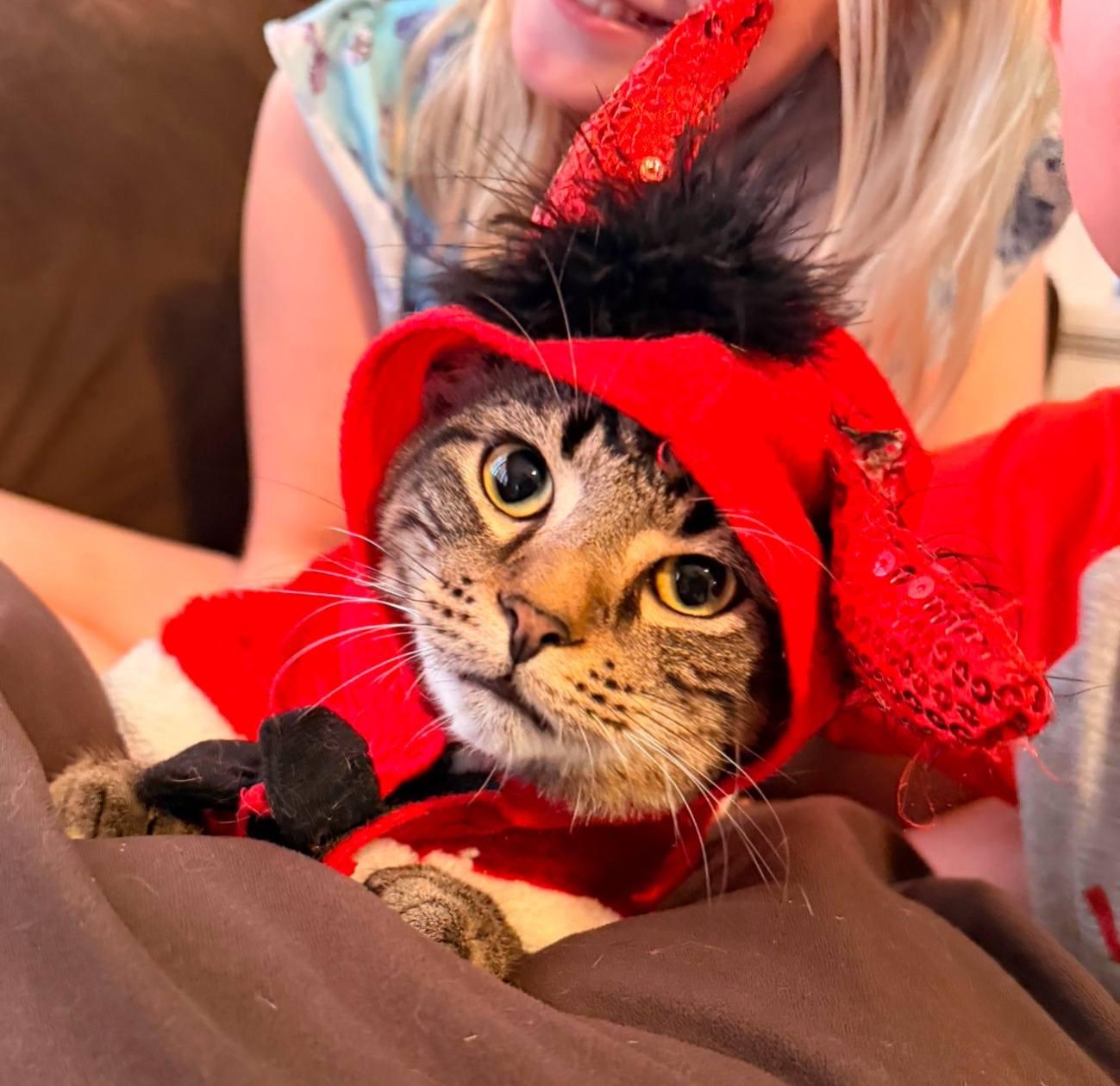 Donatello, an adopted mixed breed in Sodus, NY image 4/4