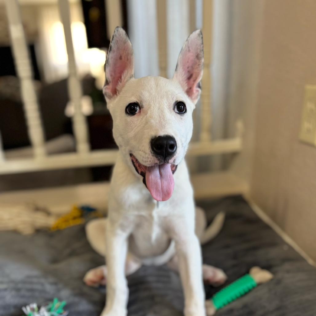 Princess Ariel, Adoptable, Young Female Bull Terrier & Rat Terrier.