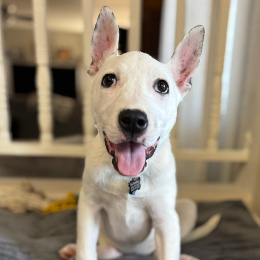 Enlarge Princess Ariel, a Adoptable mixed breed in Phoenix, AZ image 4/6