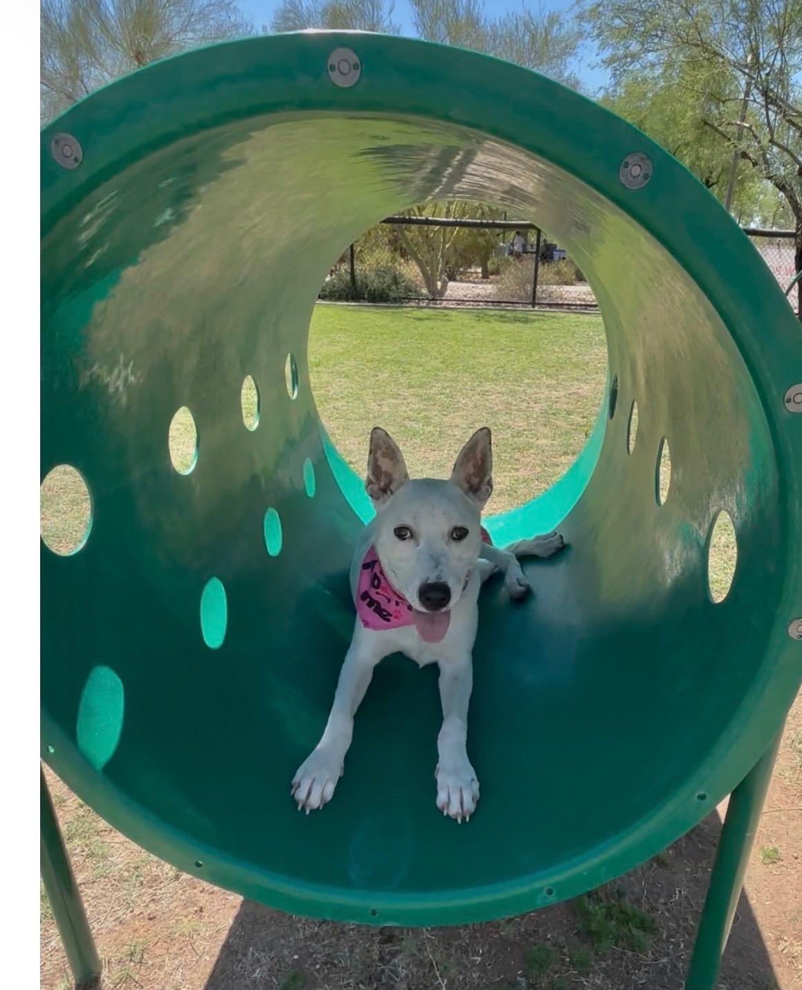 Enlarge Princess Ariel, an adoptable mixed breed in Phoenix, AZ image 4/5