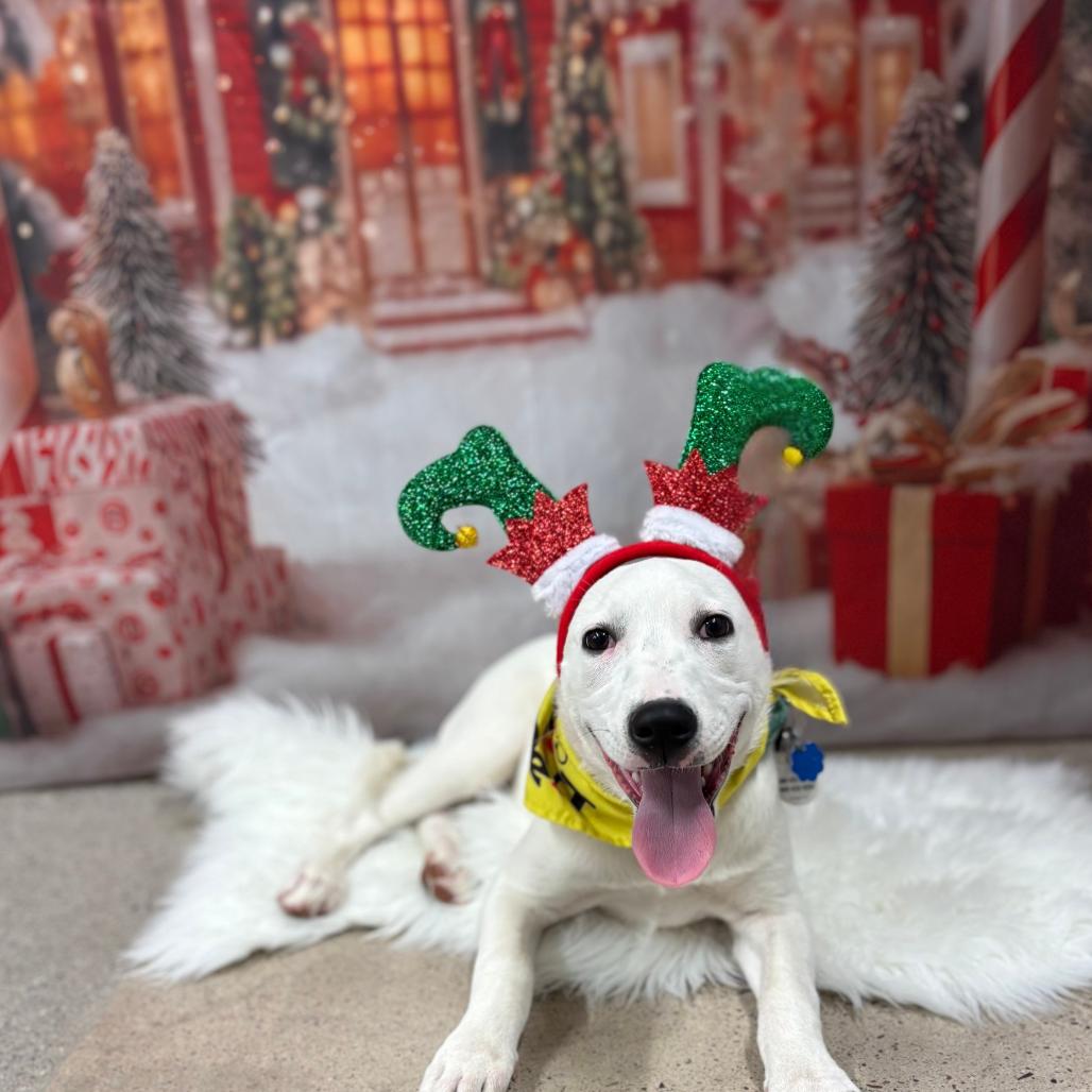 Enlarge Princess Ariel, a Adoptable mixed breed in Phoenix, AZ image 5/6