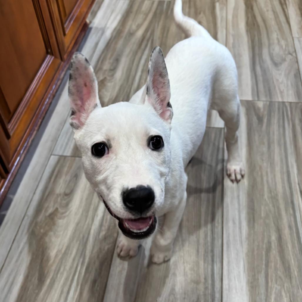 Enlarge Princess Ariel, a Adoptable mixed breed in Phoenix, AZ image 6/6