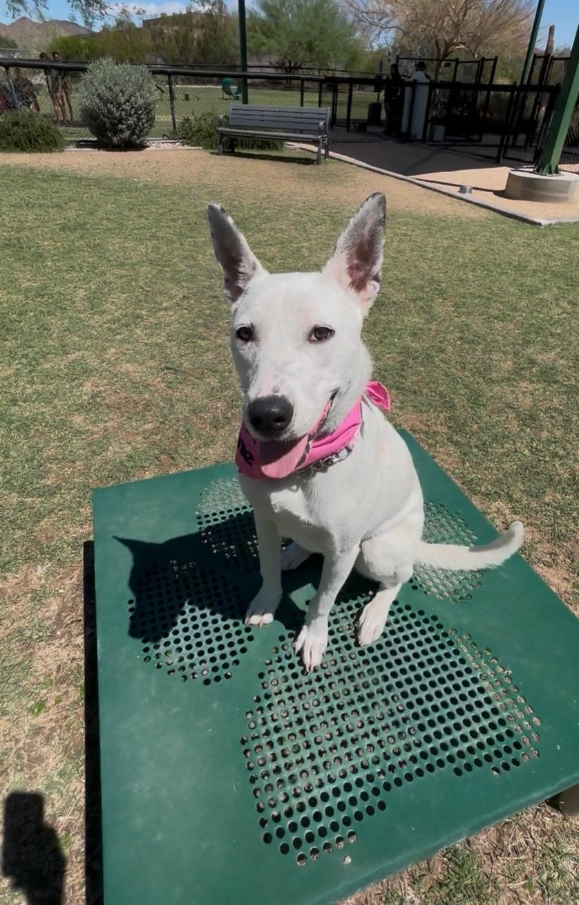 Princess Ariel, adoptable, Young Female Bull Terrier & Rat Terrier.