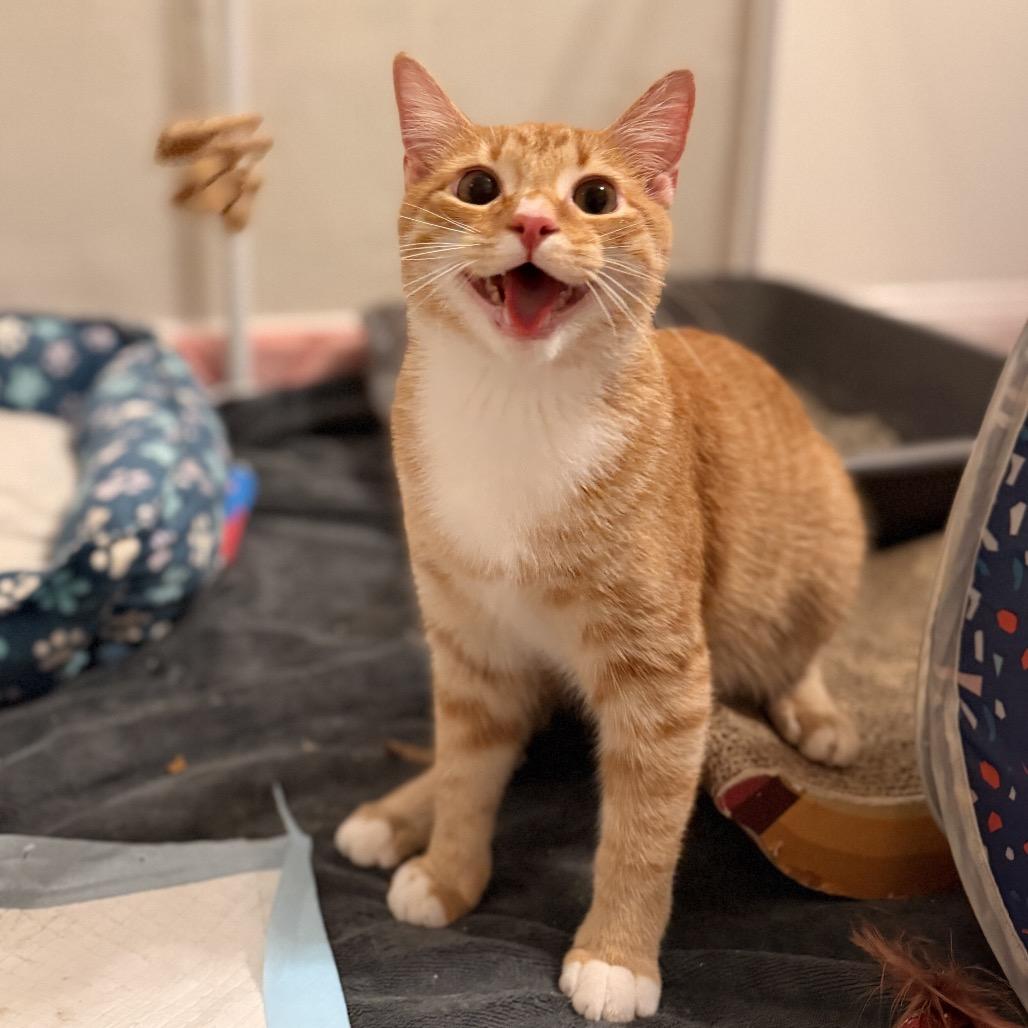 Slinky SPECIAL NEEDS, Adoptable, Young Male Domestic Short Hair.