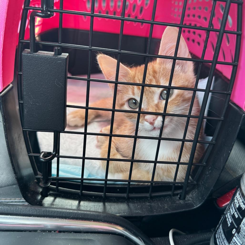 Enlarge Slinky SPECIAL NEEDS, a Adoptable Domestic Short Hair in Pasadena , MD image 2/6