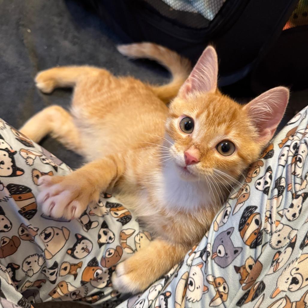 Enlarge Slinky SPECIAL NEEDS, a Adoptable Domestic Short Hair in Pasadena , MD image 3/6