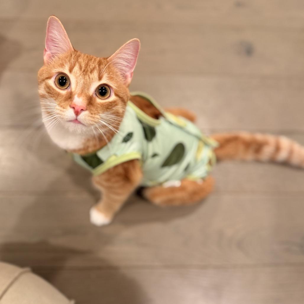 Slinky SPECIAL NEEDS, Adoptable, Young Male Domestic Short Hair.