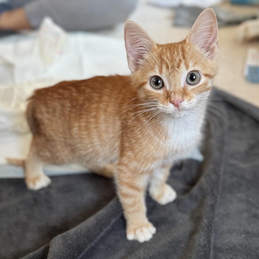 Enlarge Slinky SPECIAL NEEDS, a Adoptable Domestic Short Hair in Pasadena , MD image 5/6