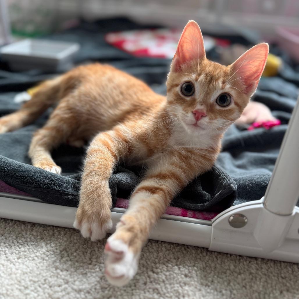 Enlarge Slinky SPECIAL NEEDS, a Adoptable Domestic Short Hair in Pasadena , MD image 6/6