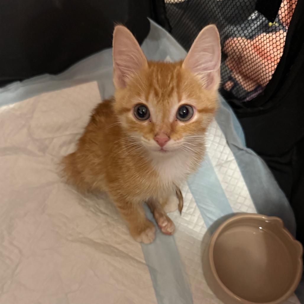 Enlarge Slinky SPECIAL NEEDS, a Adoptable Domestic Short Hair in Pasadena , MD image 5/6