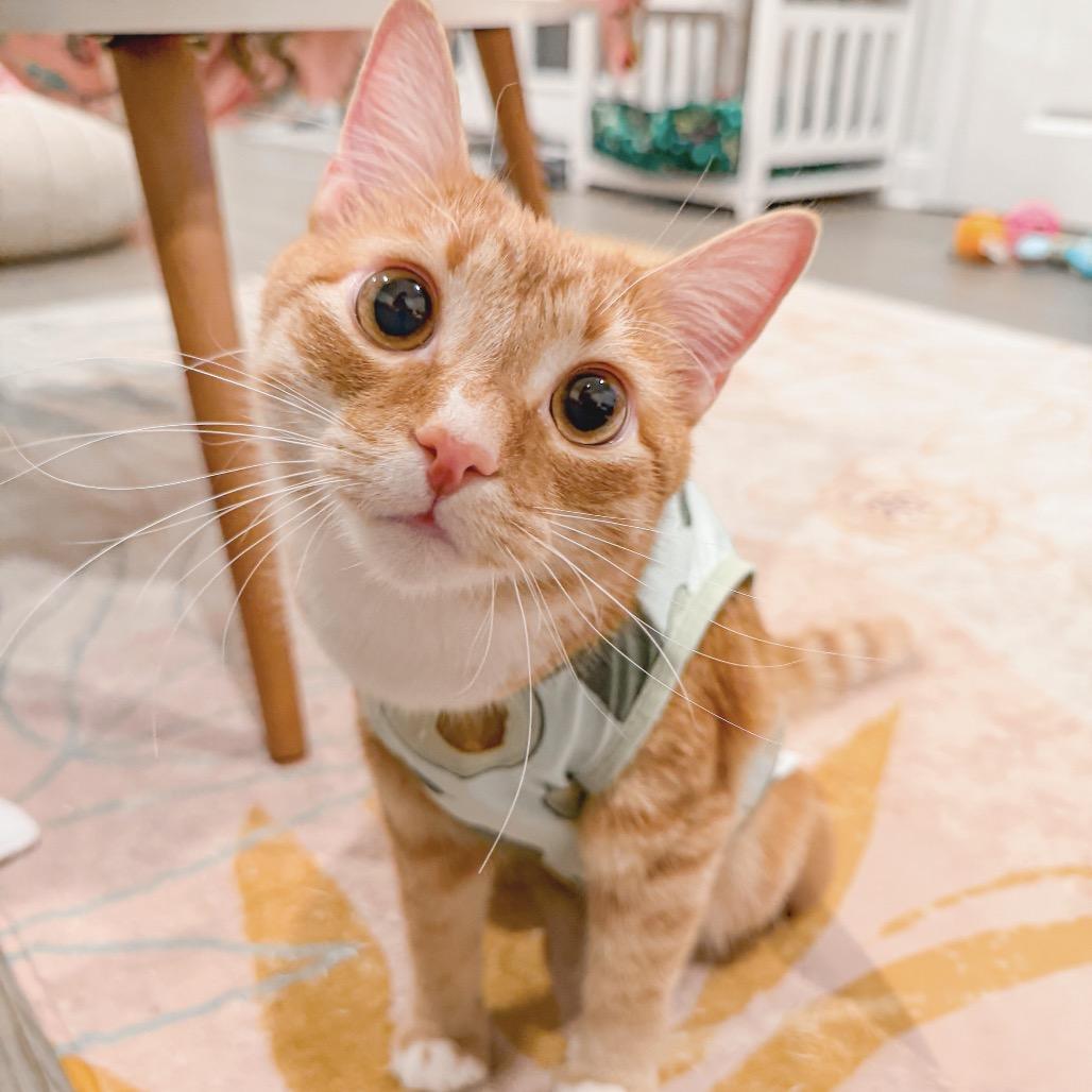 Enlarge Slinky SPECIAL NEEDS, a Adoptable Domestic Short Hair in Pasadena , MD image 6/6