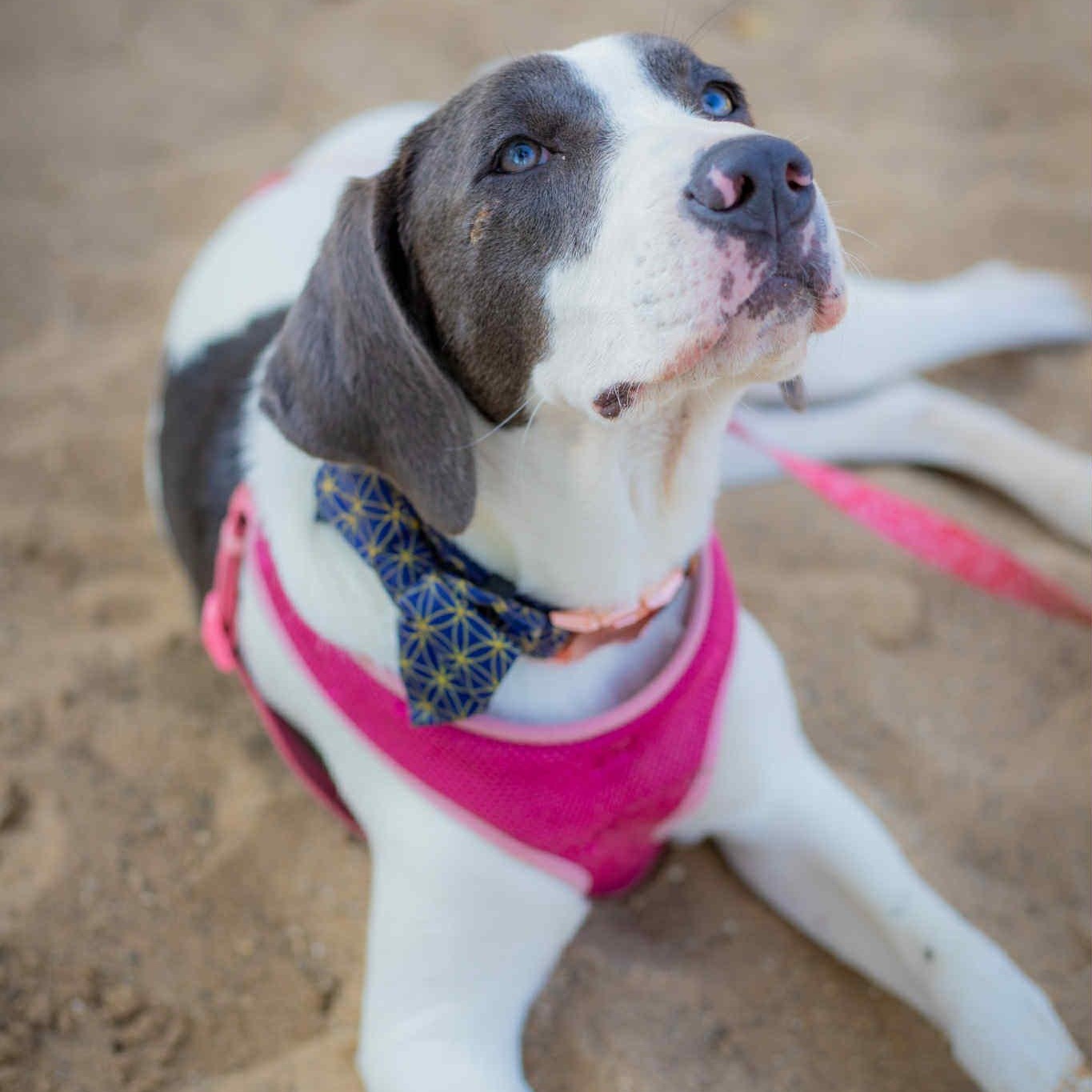 Jersey Little Cows Litter thumbnail 6