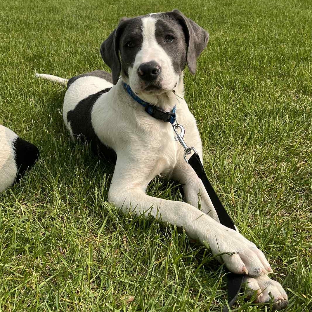 Jersey Little Cows Litter thumbnail 4