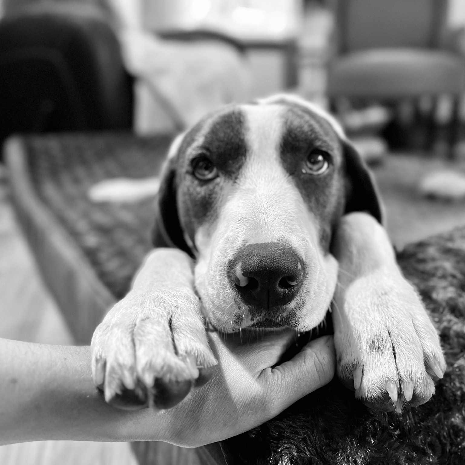 Jersey Little Cows Litter thumbnail 3